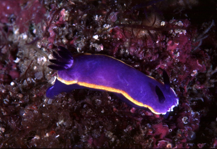 Mexichromis amalguae